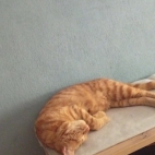 _data_user_0_video.like_files_effectone_cache_vesdk_1747555490324_eo_1747555539411.png_070206