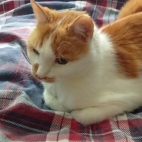 _data_user_0_video.like_files_effectone_cache_vesdk_1747555490324_eo_1747555550599.png_070201