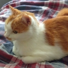 _data_user_0_video.like_files_effectone_cache_vesdk_1747555490324_eo_1747555554047.png_070158