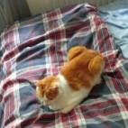 _data_user_0_video.like_files_effectone_cache_vesdk_1747555490324_eo_1747555561241.png_070153