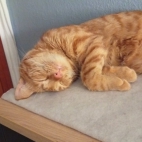 _data_user_0_video.like_files_effectone_cache_vesdk_1747555490324_eo_1747555580463.png_070146