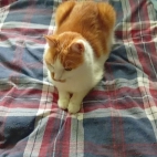 a0d9528f3838306657485c497ff78c3b_0_070038