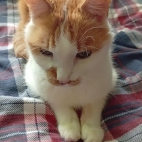 267a224f7ab1c3b22d25adfaa4e6ee5e_0_070037