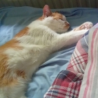 3eafbe59294698a20cacf978cee6de29_0_070020