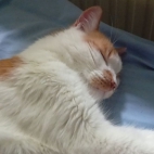 ed3f1a74bc42826adbbb5d78380cfc90_0_070017