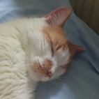 82037a3e9986ffb12868e871c9626436_0_070016