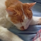 78f020ca478e502bfbf18c928f3c709c_0_070015