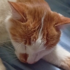 0fdab57a53da692011a259b395dbf845_0_070013