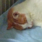 2813323ba3f48a3689eb7ead69eb50dc_0_070001