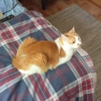 8c68a607afea4a737d922daca4cc0b41_0_065954