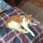 03b7f4ec910d03ef0df80baf955114aa_0_065953