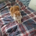 ba9f90faa1c08f7ada611b955af5fc00_0