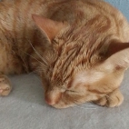 2d19793cf0f07357e361f600ab43868e_0