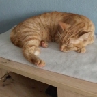 de26f1c8bf46a64102431ba1a808592e_0