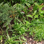 39c2c449ea9f4bcf051a8ecdac868106_0