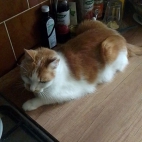 bac7f9777a004da10fd732ac284a3a11_0