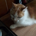 5c008b7946a53a096373e756940d6eeb_0