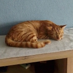 c8ec8c36c8fe1246f12ec40c4f1fbffb_0