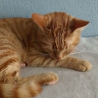 8ae16d63b1ec5cb32a5c804268cc4419_0