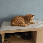 f7235f77fc13ccd9897841415f2f7f7a_0