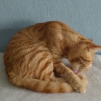 d61552a9fca2ba9878a0c164211794a7_0