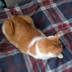 3dd0530a81beaca2ea9e995290d9eeed_0