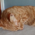 af09ef870a3da6c18a14fed37e6a09f8_0