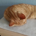 0b87d0a39328fdfc6a1993a6d438e669_0