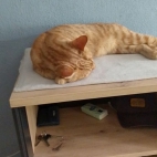 b3cd03166132a405d6e5dfcde5b562e7_0