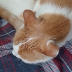 e5e72420321f9b9bacf8b00504c97cb2_0