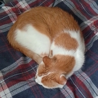 a08b03a5673f2bab5d42ab690ebdc5a0_0