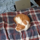 561ae66a092b6a70e78dd068d436230e_0