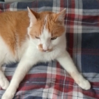 e03a13271d049a39ccd48c9450827637_0