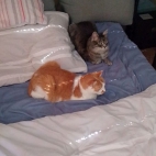 e545f065a7c90e2d57fe165b97172c75_0