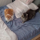 b660128277ac4888b637ada88cac46a0_0