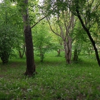 dfc5360ea32999f346ada6dab54226a2_0