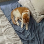 f2c2dd6e9f96add8f113b6c177462344_0