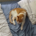 67af8d28aba45edf762ca1c78ff01c59_0