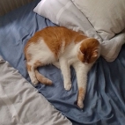 af2e558c4540fdacc8cda8ec327066aa_0