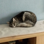 8e0286c81e56724e56355aeaa72d9b5f_0