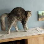 70e6c37197bc338a9163f071e399d651_0