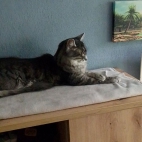 c8036b13c8a5dea0e5b41319f9dac384_0