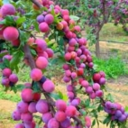 466754668_122198536934020011_2660975442693540624_n