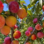 466383780_122198536958020011_255184920260528015_n