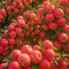 515435845_597135410107175_7082226729872907936_n