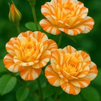 518241516_24205352019128635_898669389003094417_n