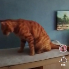 Screenshot_20250831_074412_io_cheelee_app_MainActivity