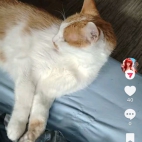 Screenshot_20250831_075818_com_zhiliaoapp_musically_MainActivity