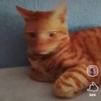 Screenshot_20250831_074444_io_cheelee_app_MainActivity