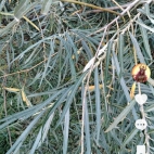 Screenshot_20250831_065726_com_zhiliaoapp_musically_DetailActivity